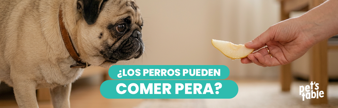 ¿Los perros pueden comer pera? Te contamos sus beneficios y cómo servirla - Pet's Table