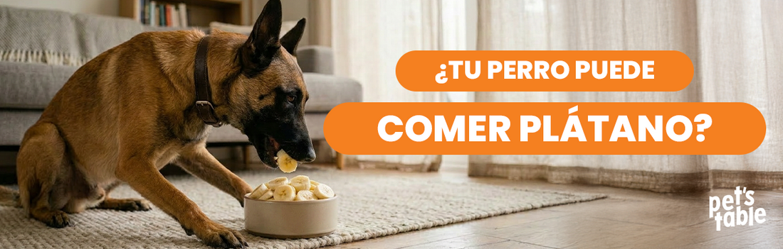 ¿Los perros pueden comer plátano? Descubre sus beneficios y sus riesgos - Pet's Table