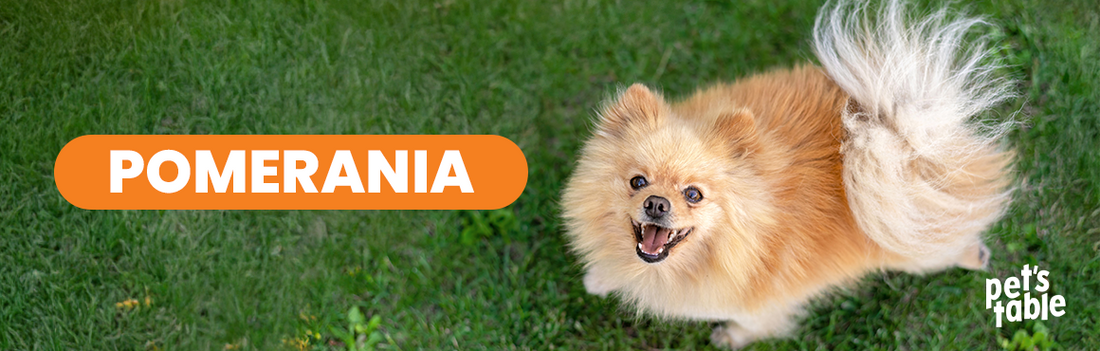 Perro Pomerania: Descubre todo acerca de este esponjoso y tiernos peludito - Pet's Table