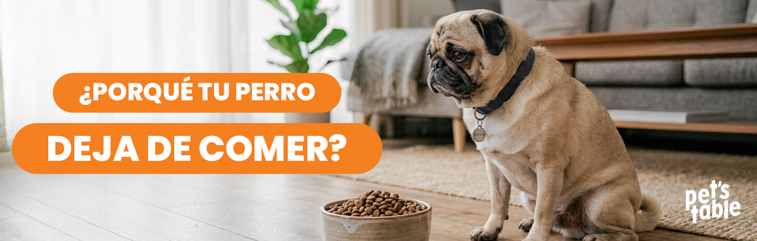 ¿Por qué un perro deja de comer? 8 causas y posibles soluciones - Pet's Table