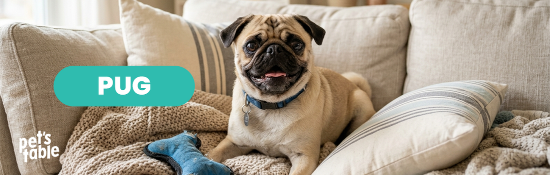 Perros Pug, una raza de perro pequeña pero con una gran personalidad - Pet's Table
