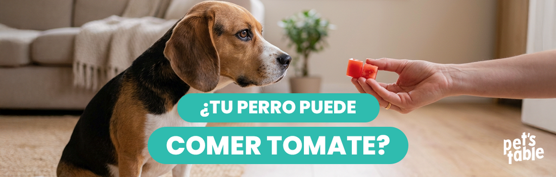 ¿Pueden comer tomate los perros? Aquí conocerás todo lo relacionado con este vegetal - Pet's Table