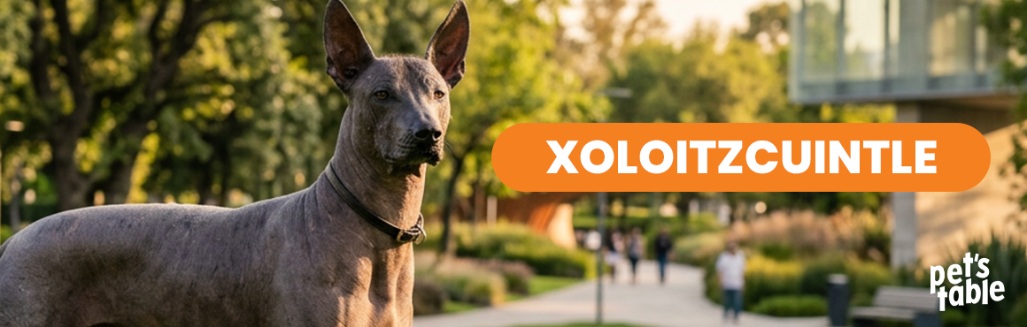 Conoce al Xolo, el perro más querido en todo México - Pet's Table
