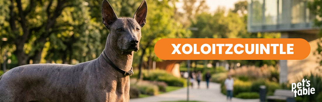 Conoce al Xolo, el perro más querido en todo México - Pet's Table
