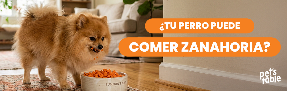 Zanahoria para perros, ¿Es realmente buena? - Pet's Table