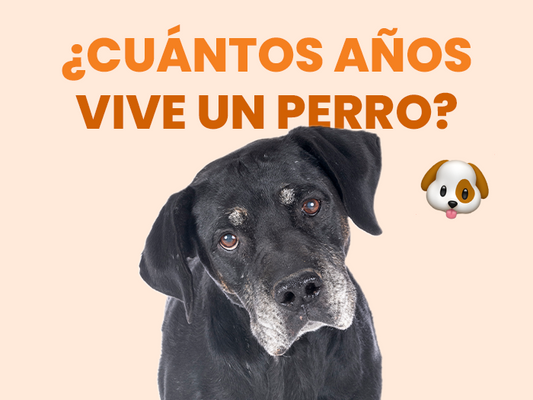 ¿Cuántos años vive un perro? Descubre todas la claves para cuidar bien de su bienestar y alargar su vida perruna - Pet's Table