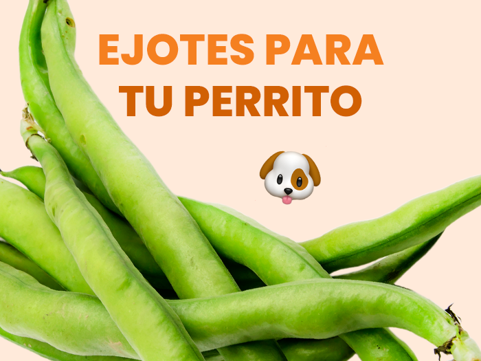 ¿Los perros pueden comer ejotes? Conoce sus potenciales beneficios y los riesgos posibles para tu perro - Pet's Table