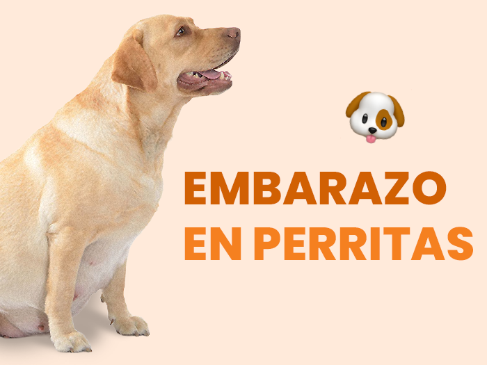 ¿Cuánto dura el embarazo de una perra? - Pet's Table
