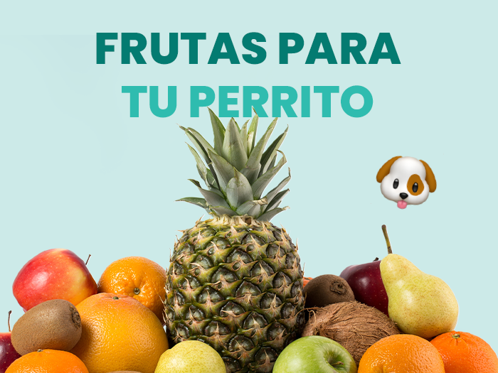Conoce las frutas que pueden comer los perros - Pet's Table