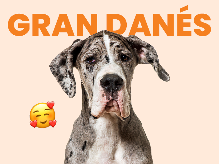 Perro Gran Danés, el más gentil de todos. Descubre cómo cuidarlo con la mejor comida natural del país - Pet's Table