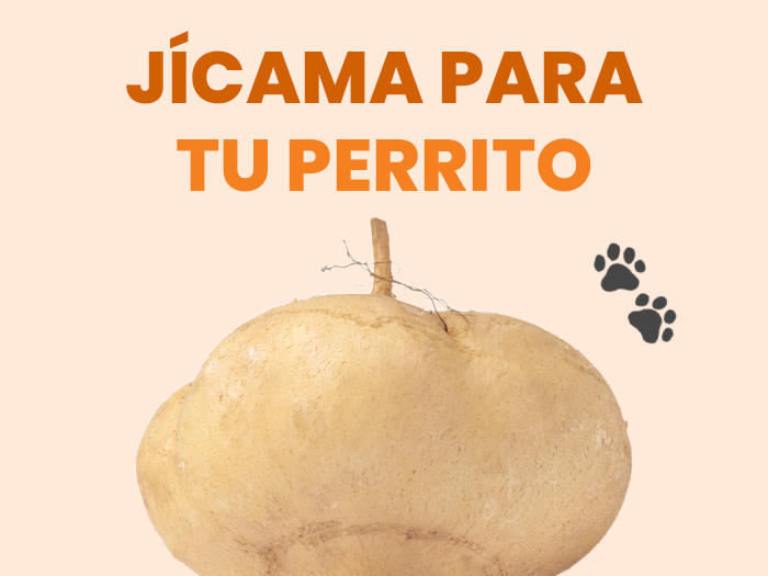 ¿Los perros pueden comer jícama? Descubre los beneficios y los riesgos - Pet's Table
