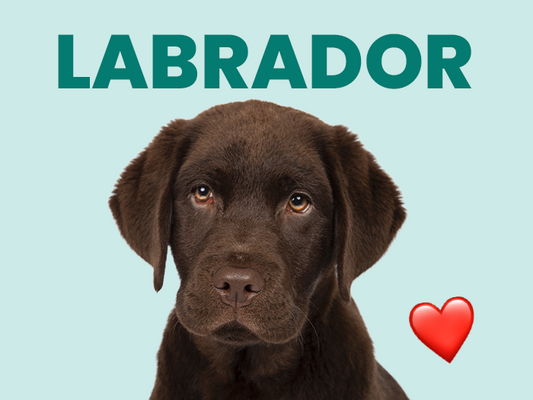 Perro Labrador, descubre a uno de las mascotas más famosas del mundo - Pet's Table