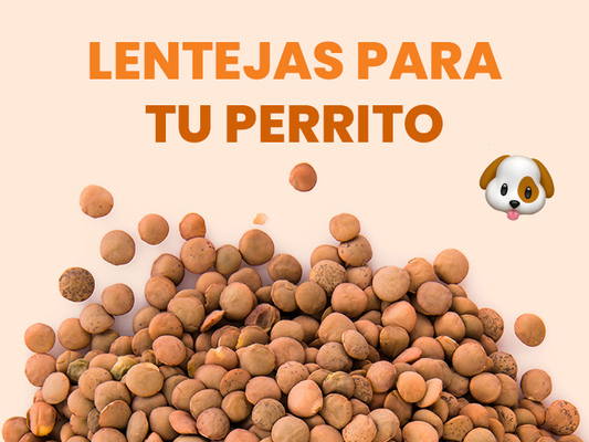 ¿Los perros pueden comer lentejas? Descubre los potenciales beneficios y riesgos que puede tener este alimento - Pet's Table