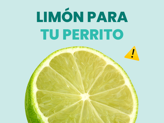 ¿Los perros pueden comer limón? Te contamos sus riesgos y las desventajas que puede tener en tu perro.