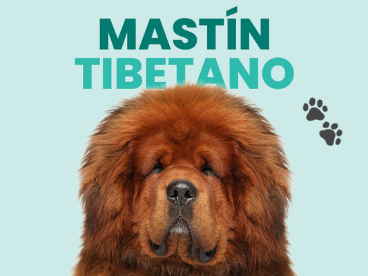 Todo sobre el Mastín Tibetano, desde su historia hasta sus cuidados - Pet's Table