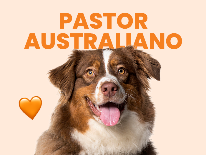  Todo acerca del Pastor Australiano. Conoce un perro inteligente, leal y lleno de energía - Pet's Table
