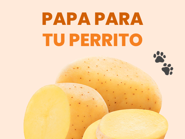 ¿Los perros pueden comer papa? Descubre todo lo que debes saber sobre este alimento - Pet's Table