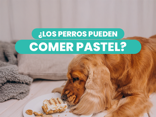 ¿Los perros pueden comer pastel? Descubre los beneficios y los riesgos para tu peludito - Pet's Table
