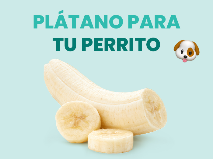 ¿Los perros pueden comer plátano? Descubre los beneficios y riesgos del banano en los perros - Pet's Table