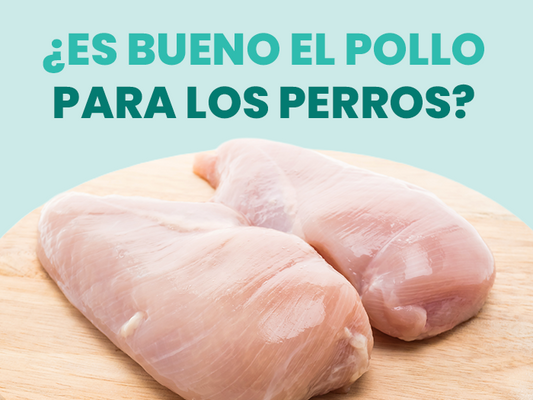 ¿Los perros pueden comer pollo? Descubre lo fácil de preparar y los beneficios esenciales para la salud de tu perrito - Pet's Table