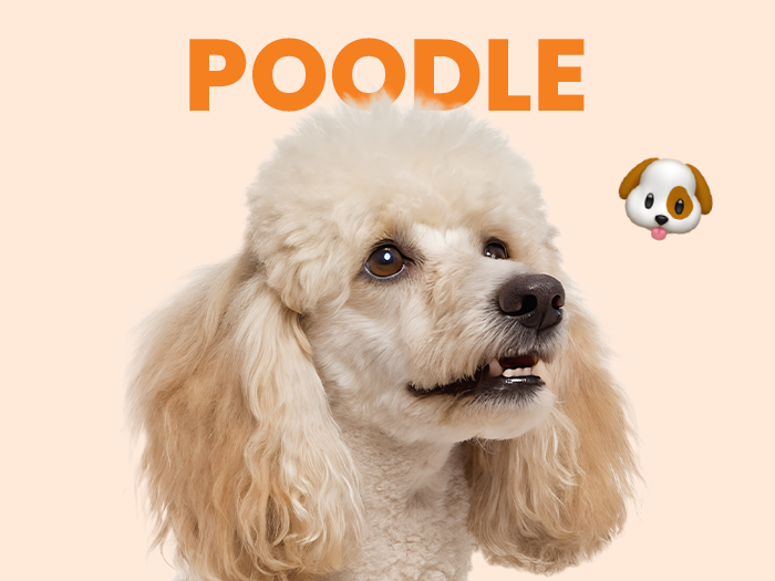 Conoce al perro Poodle, una tierna y leal raza que te va a enamorar - Pet's Table