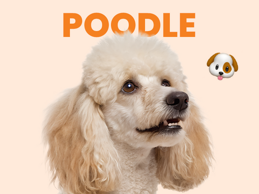 Conoce al perro Poodle, una tierna y leal raza que te va a enamorar - Pet's Table