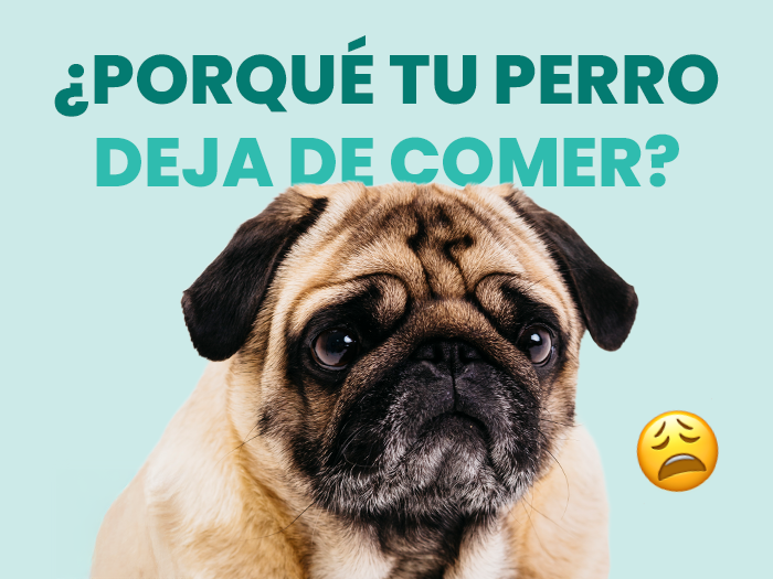 ¿Cómo saber el porqué mi perro no quiere comer? Aquí te contamos las posibles causas - Pet's Table