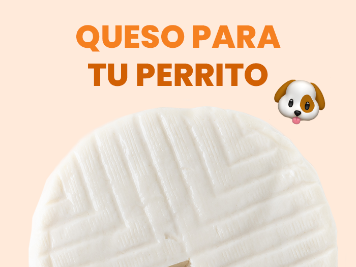 ¿Los perros pueden comer queso? Conoce sus riesgos y beneficios - Pet's Table