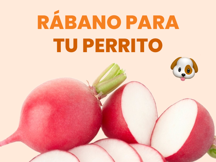 ¿Los perros pueden comer rábano? Descubre todo lo relacionado con esta verdura y tu peludito - Pet's Table
