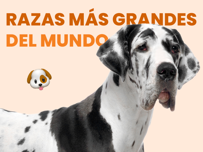 Conoce las 10 razas de perros más grandes del mundo - Pet's Table