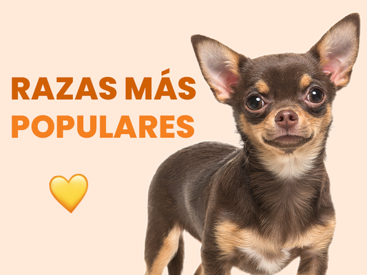 Las razas de perros más populares en México - Pet's Table