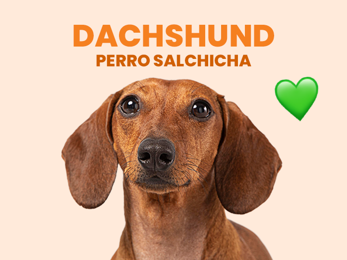 Los cuidados para un perro Chihuahua son necesarios para conservar bien su salud - Pet's Table