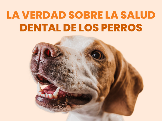 La verdad sobre el cuidado de los dientes de los perros  - Pet's Table