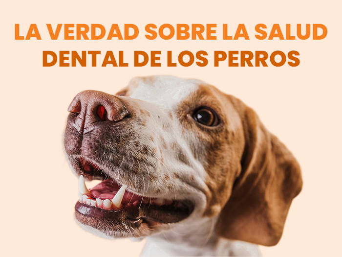 ¿Croquetas o comida natural? La verdad sobre la salud dental de los perros
