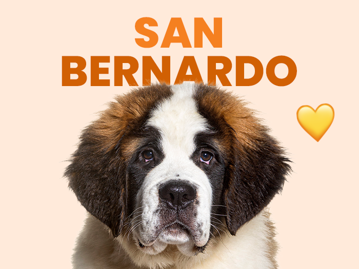 Conoce al San Bernardo, una raza única y cariñosa - Pet's Table