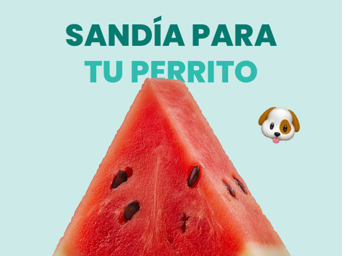 ¿Los perros pueden comer sandía? Descubre las vitaminas y el placer en cada bocado de esta fruta- Pet's Table