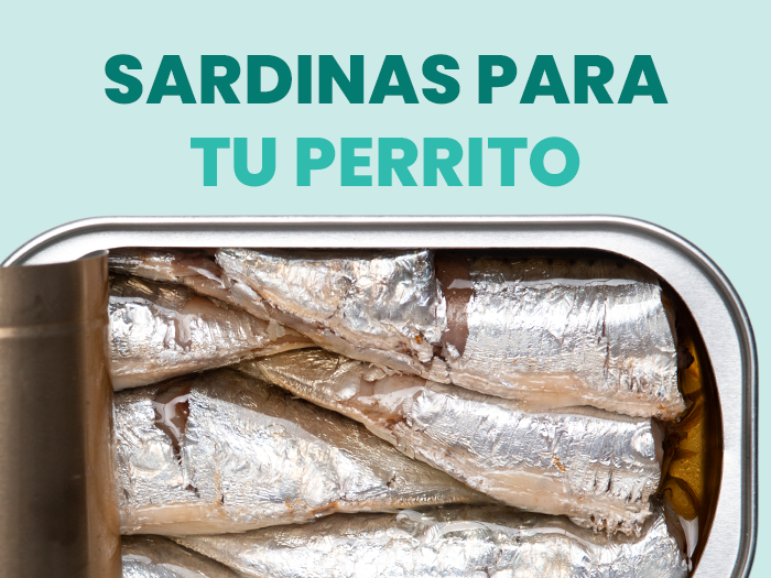 ¿Los perros pueden comer sardinas? Aquí te contamos sus beneficios y riesgos - Pet's Table