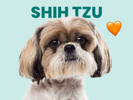 Conoce al Shih Tzu, una compañía ideal para familias pequeñas o parejas - Pet's Table