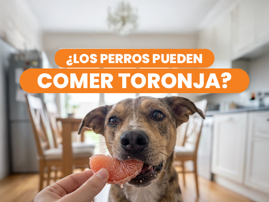 Descubre si los perros pueden comer toronja de forma segura y sin riesgos - Pet's Table