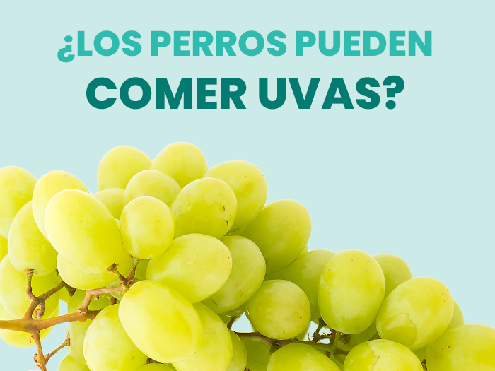¿Pueden los perros comer uvas? Descubre la verdad detrás de muchos mitos sobre esta fruta y los perritos - Pet's Table
