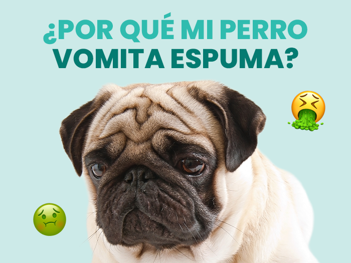 Descubre qué hacer si encuentras a tu perro vomitando espuma - Pet's Table