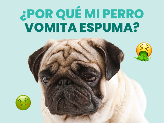 Descubre qué hacer si encuentras a tu perro vomitando espuma - Pet's Table