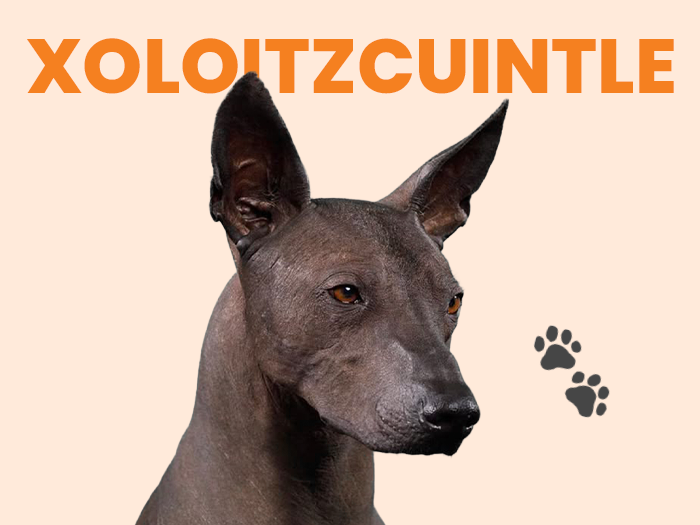 Conoce al Xolo, el perro más querido en todo México - Pet's Table