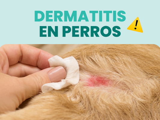 Descubre cómo tratar la dermatitis en perros de forma efectiva y segura - Pet's Table