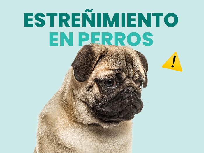 Estreñimiento en perros: Descubre todo lo que debes saber para prevenirlo - Pet's Table