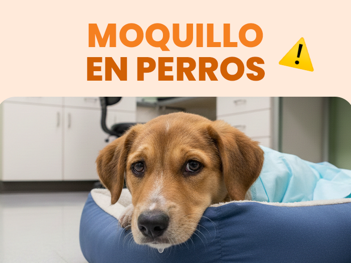 Descubre todo sobre el moquillo en perros y cómo prevenirlo de forma segura - Pet's Table