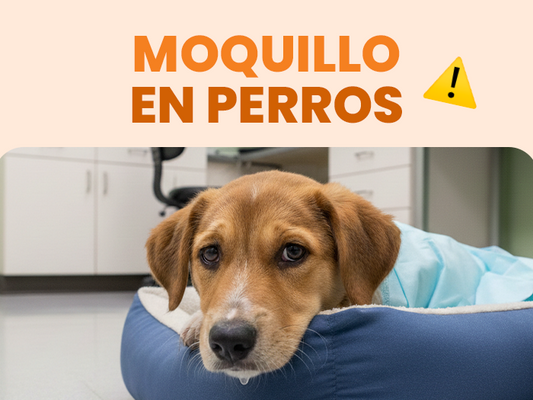 Descubre todo sobre el moquillo en perros y cómo prevenirlo de forma segura - Pet's Table