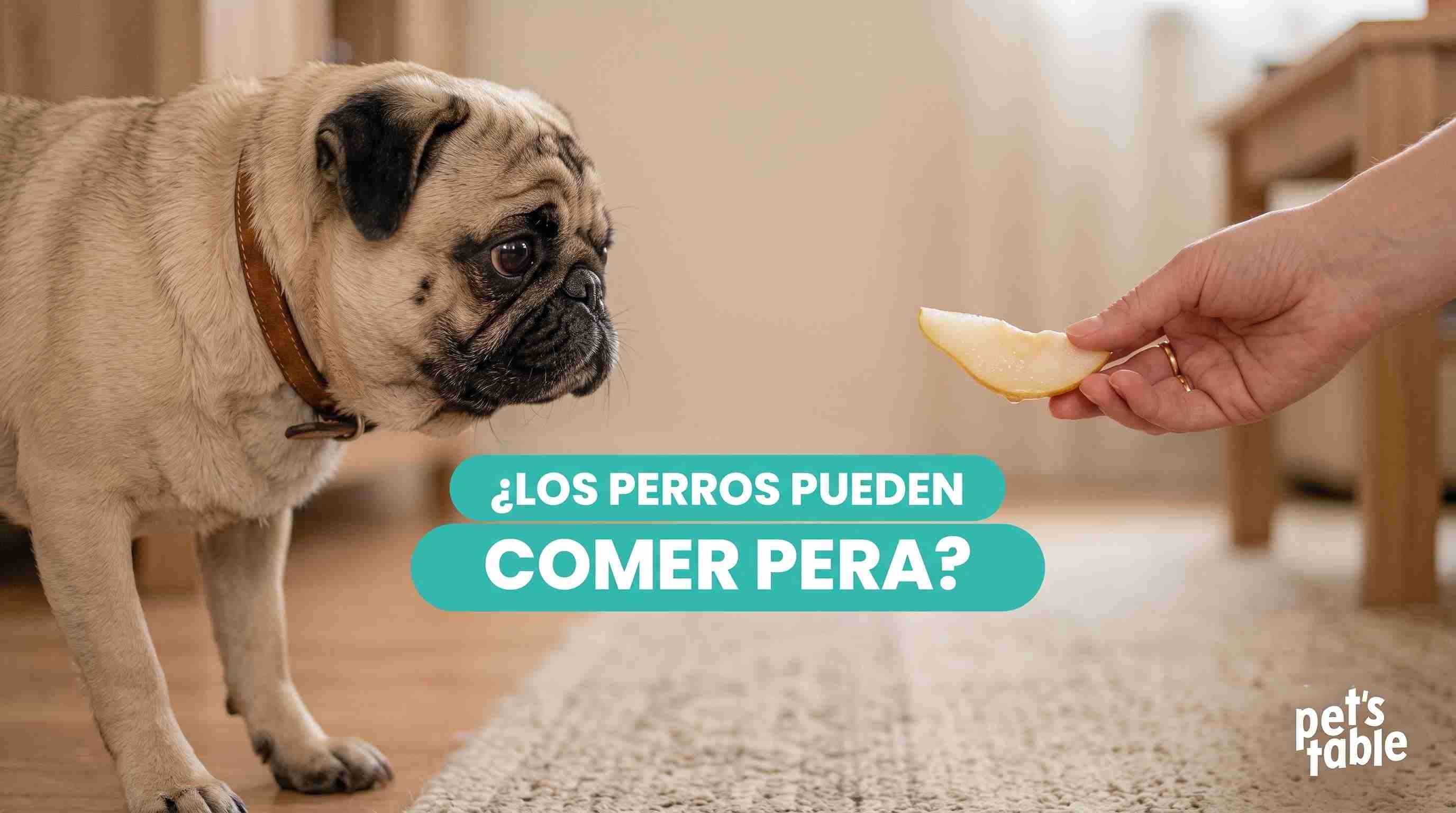 ¿Los perros pueden comer pera? Te contamos sus beneficios y cómo servirla - Pet's Table