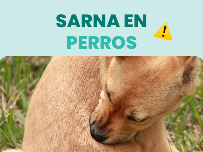 Aprende a detectar y prevenir la sarna en perros con los mejores cuidados y consejos - Pet's Table