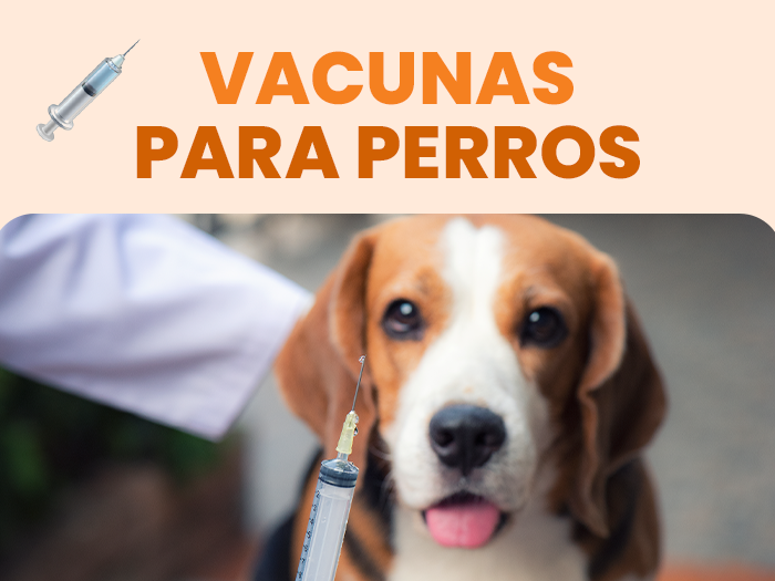 ¿Cuándo son necesarias las vacunas para perros? Descúbrelo aquí - Pet's Table